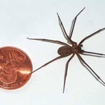 Brown Recluse