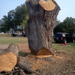 In the process of removing tree