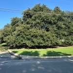 Live Oak Prune