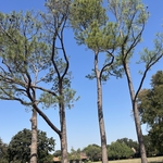 Deadwood removal on large Pine trees