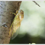 The best treatment for insect and disease control starts with prevention. Regualr pruning, fertilization and proper watering can help your trees fight diseases and insects naturally. In the event your trees need additional help, Champion Tree Care can diagnose and treat, when possible, whatever insect or disease problems may occur with your trees and shrubs. Some problems may be treated by pruning the infected area. Others may require chemicals and pesticides. Champion Tree Care provides full