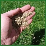 Lawn Seeding Services