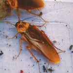 American Roach