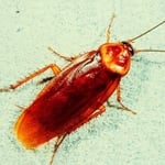Wood Roach