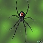 Black Widow Spider