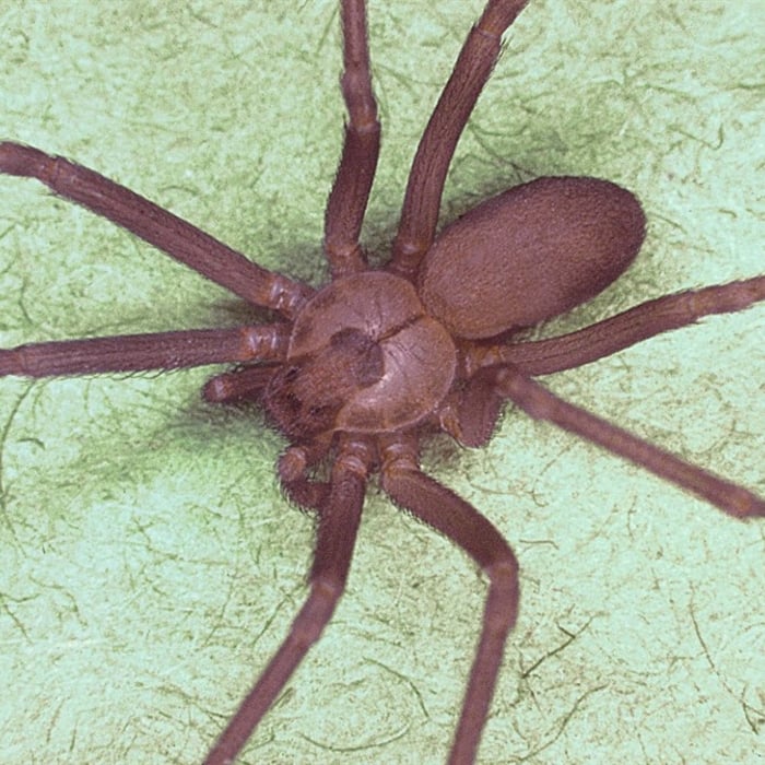 Wild Spider