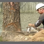 Tree Removal