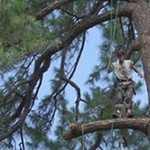 Tree Trimming & Pruning