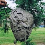 White faced hornet's nest
