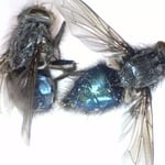 Bottle Flies