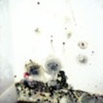 Mold on Walls