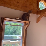 Bisquik checking out the new setup.