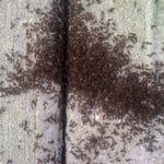Think they have a couple of ANTS?