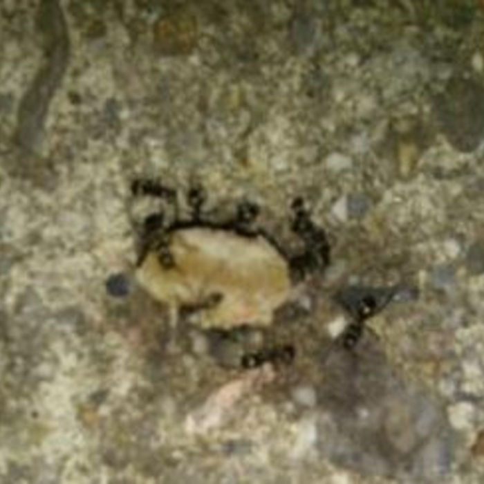 Carpenter Ant Teamwork