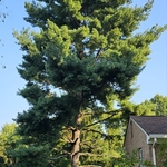 Tree Service Project