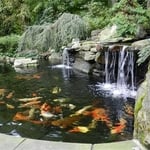 Large Japanese Koi Pond Vienna, VA