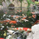 Large Koi Pond Vienna, VA