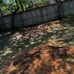 Old stumps