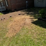 Old stumps