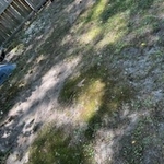 Old stumps