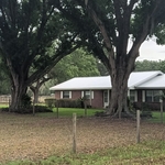 This is the before picture of the trees .