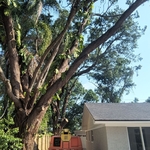 Tree Service Project