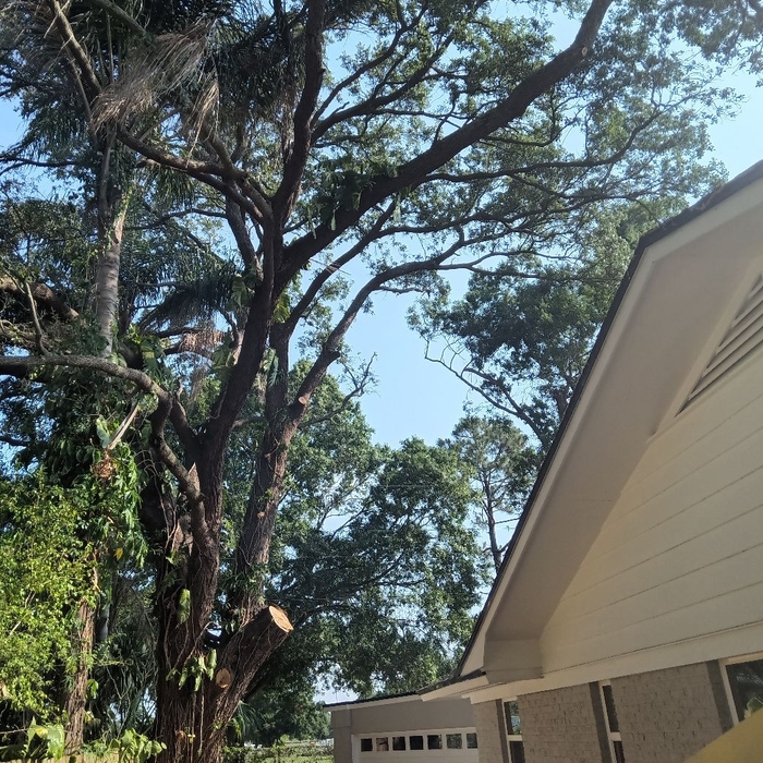 Tree Service Project