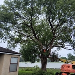 Tree Service Project