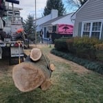 Tree Removal