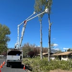 Tree Removal