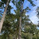 Tree Removal