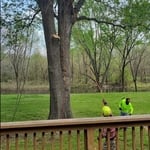 Tree Trimming