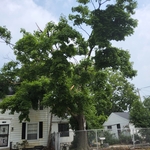 Storm damaged tree #1