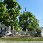 Storm damaged tree #1 (full backyard view)