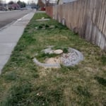 3 more trees Removed.