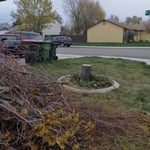 Tree removed.