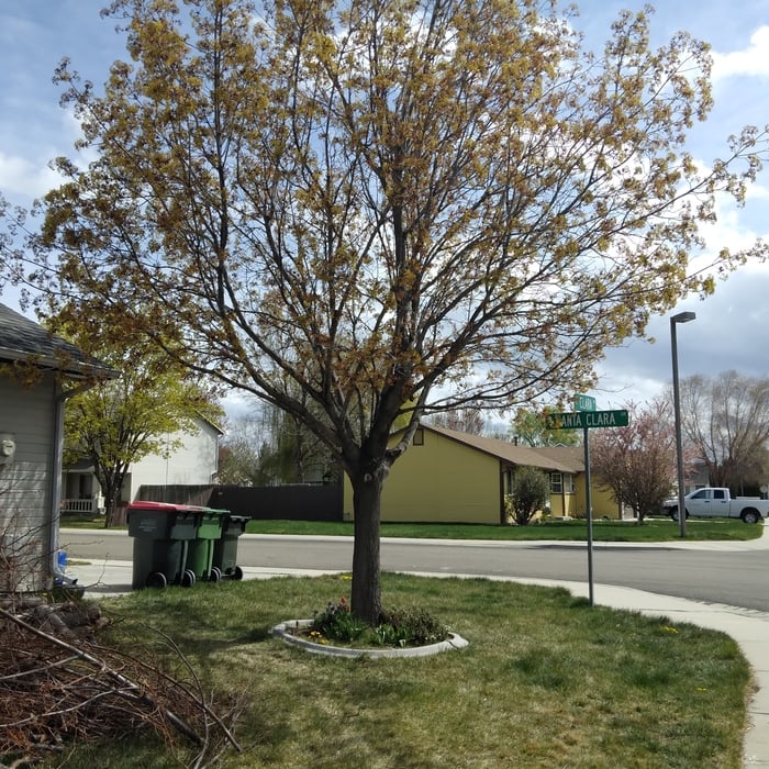 One of trees before cut down.