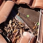 Organic Debris build up under tiles. This has already caused the waterproofing layer to be compromised and water backing up into the house. Most of the debris is less than 2-3 years old. - Northmen Roofing