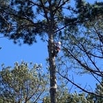 Tree removal