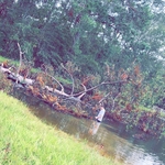 Tree removal