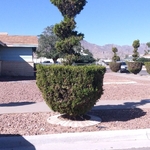 Landscaping Project