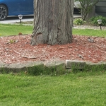 Original tree ring buckling from root growth.