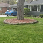 Original tree ring.