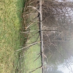 Tree Service Project