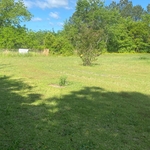 Lawn before cut.