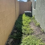 BEFORE Weed Removal/ Control