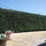 Hedging