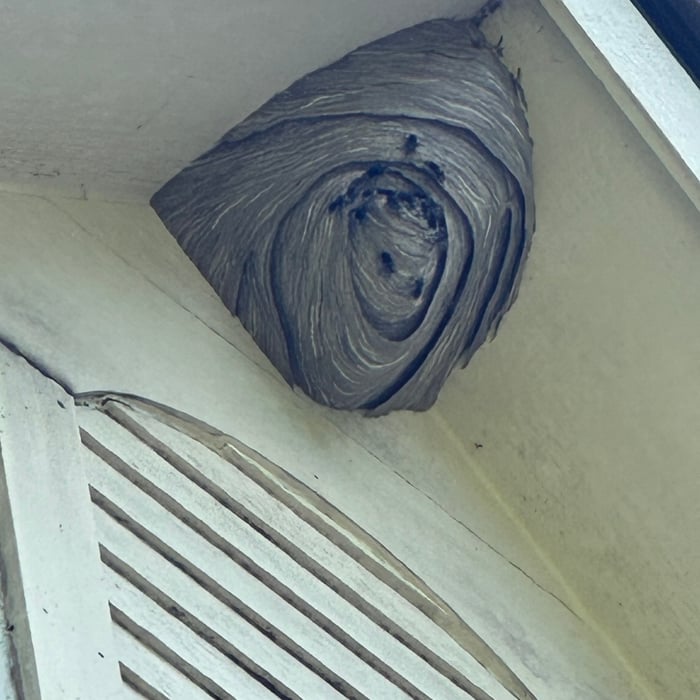 Pest Control/Exterminating Project