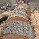 Tree service
