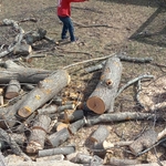 Tree service
